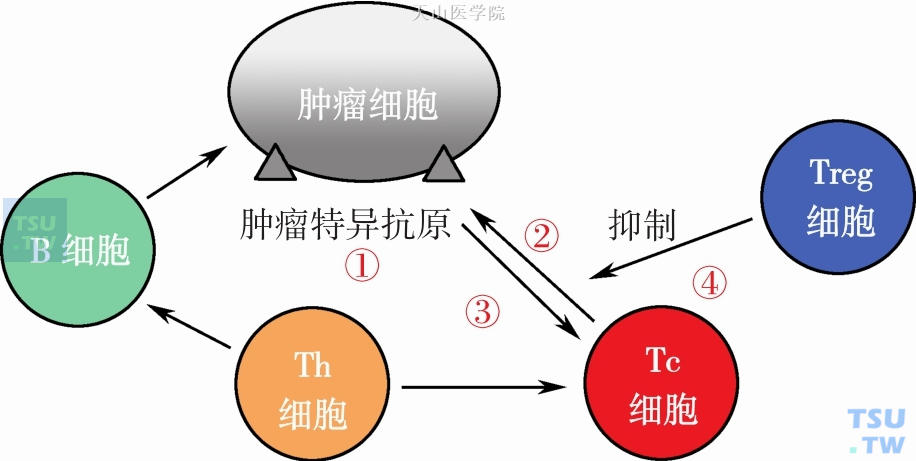 恶液质引起的免疫功能下降