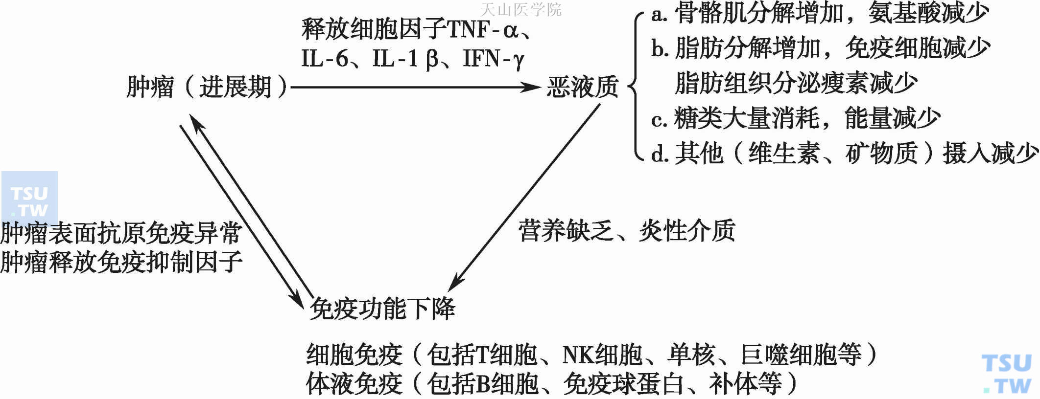 肿瘤-恶液质-免疫功能下降恶性循环