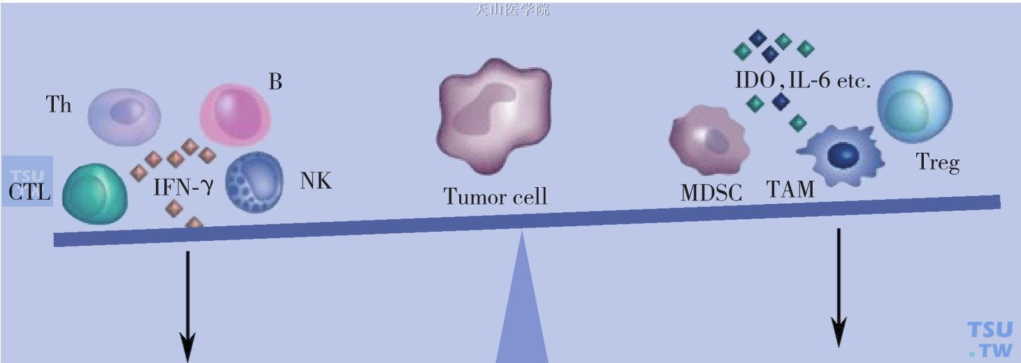 肿瘤免疫治疗原理：增强抗肿瘤免疫应答反应打破肿瘤的免疫抑制