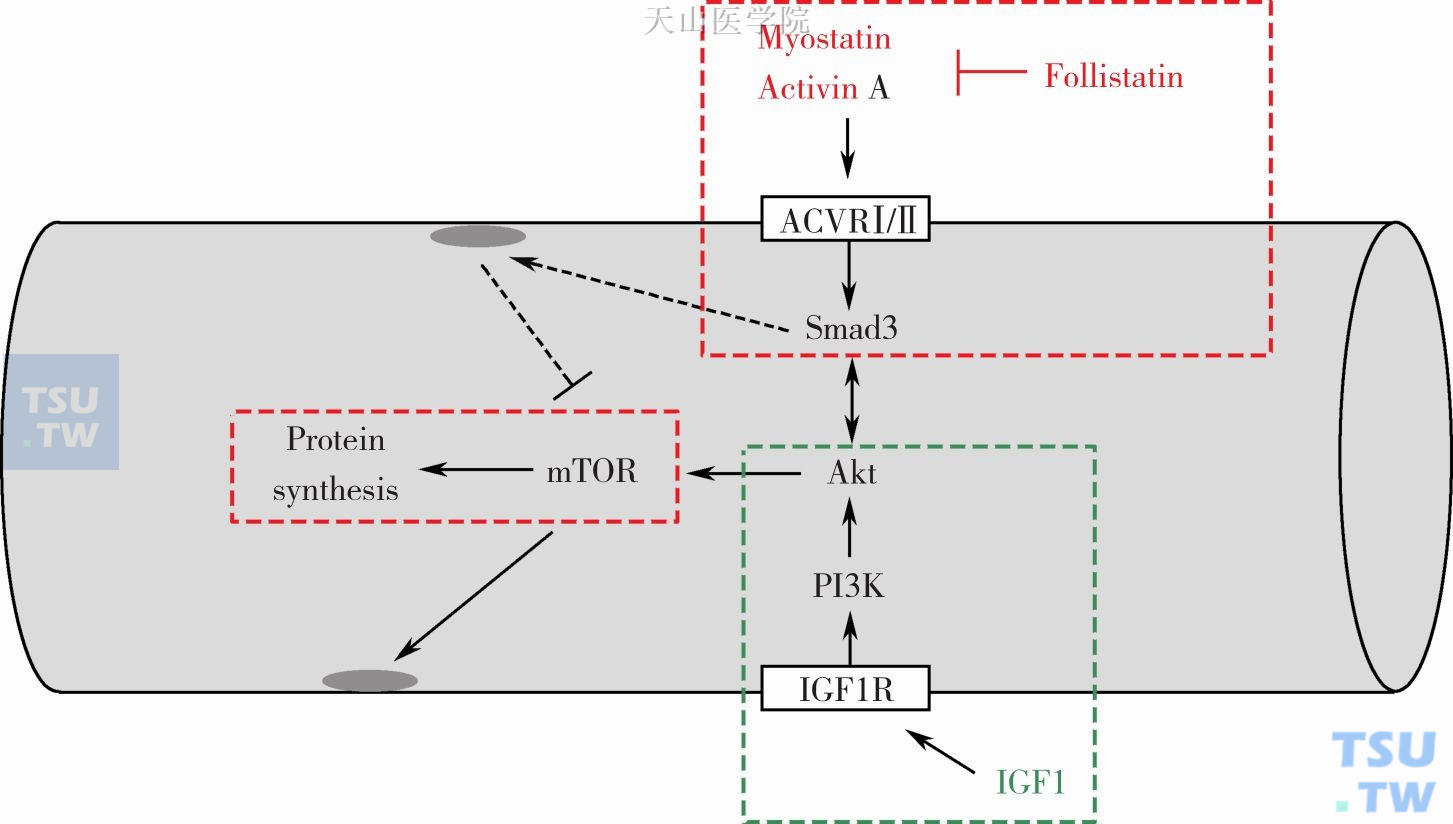 蛋白质合成中的myostatin-Smad2/3通路