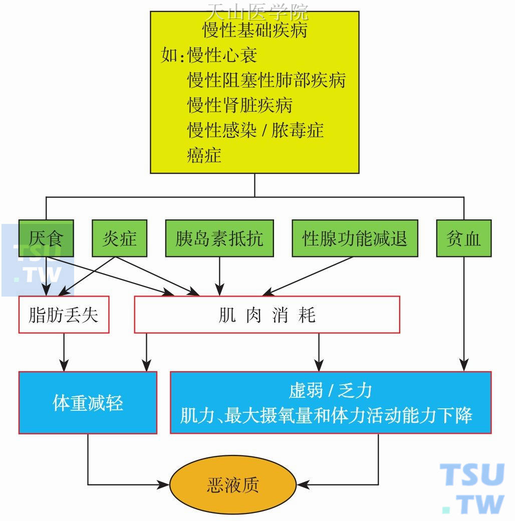 恶液质的发生机制及临床特征