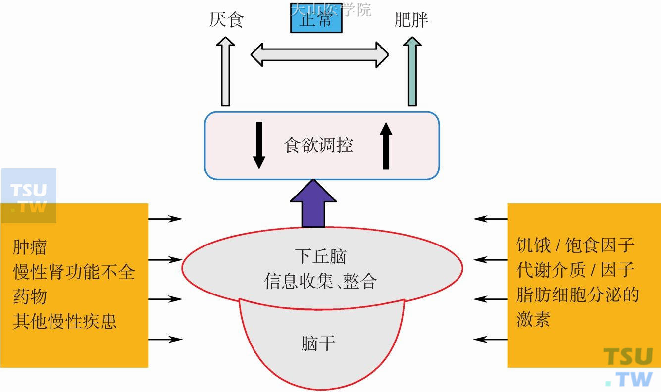 食欲调节的生理和病理因素