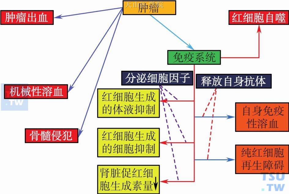 肿瘤相关性贫血的原因