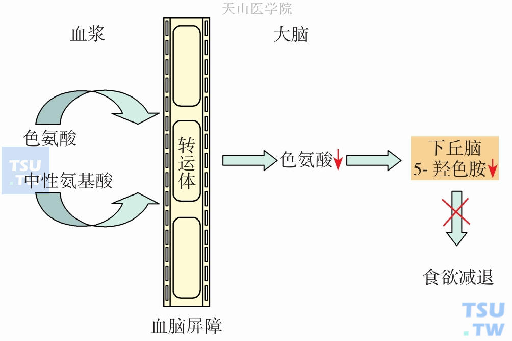 血浆中中性氨基酸浓度竞争性抑制色氨酸进入脑内