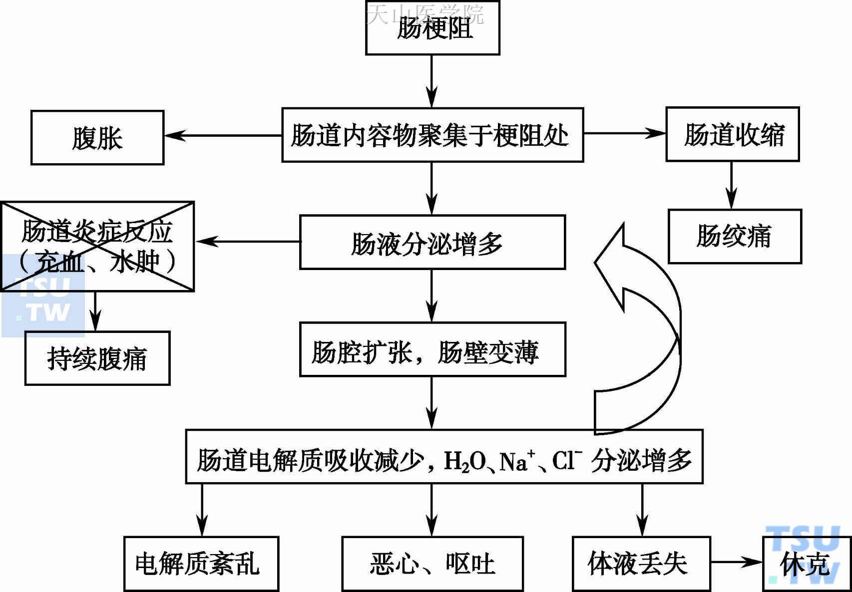 激素类药物的作用机制