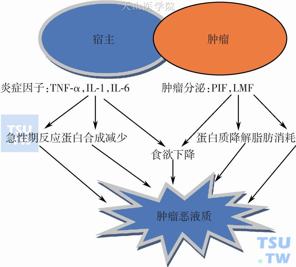 肿瘤恶液质的病理生理