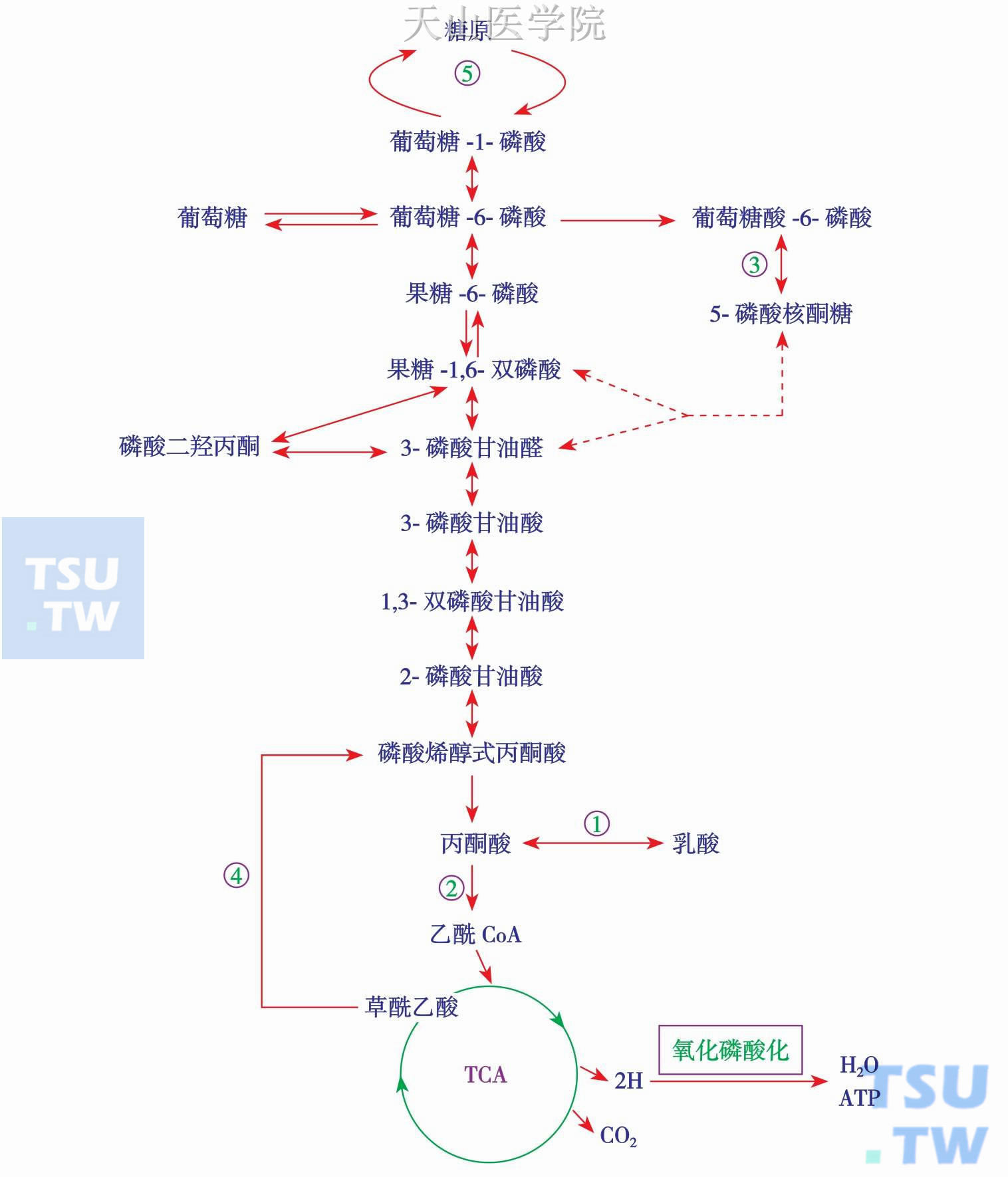 糖酵解过程图解图片