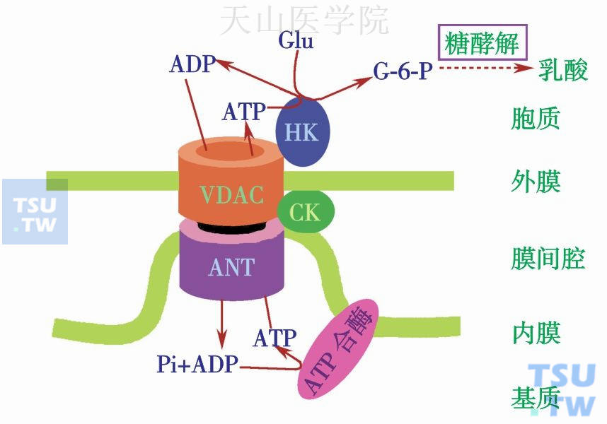 HK与线粒体VDAC作用模式图