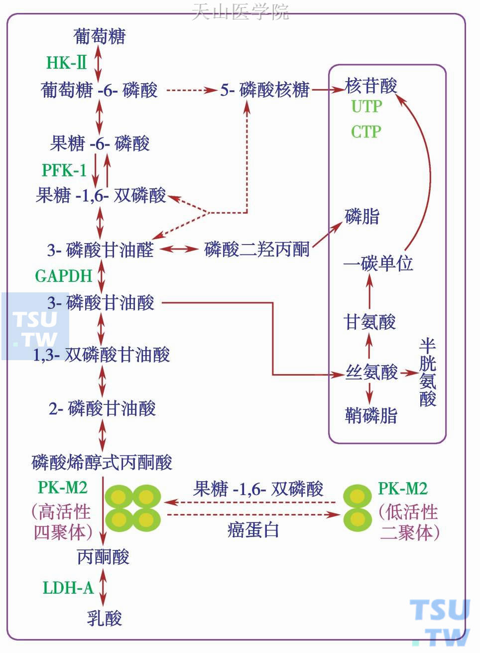 PK-M2调节糖酵解中间物转向合成代谢