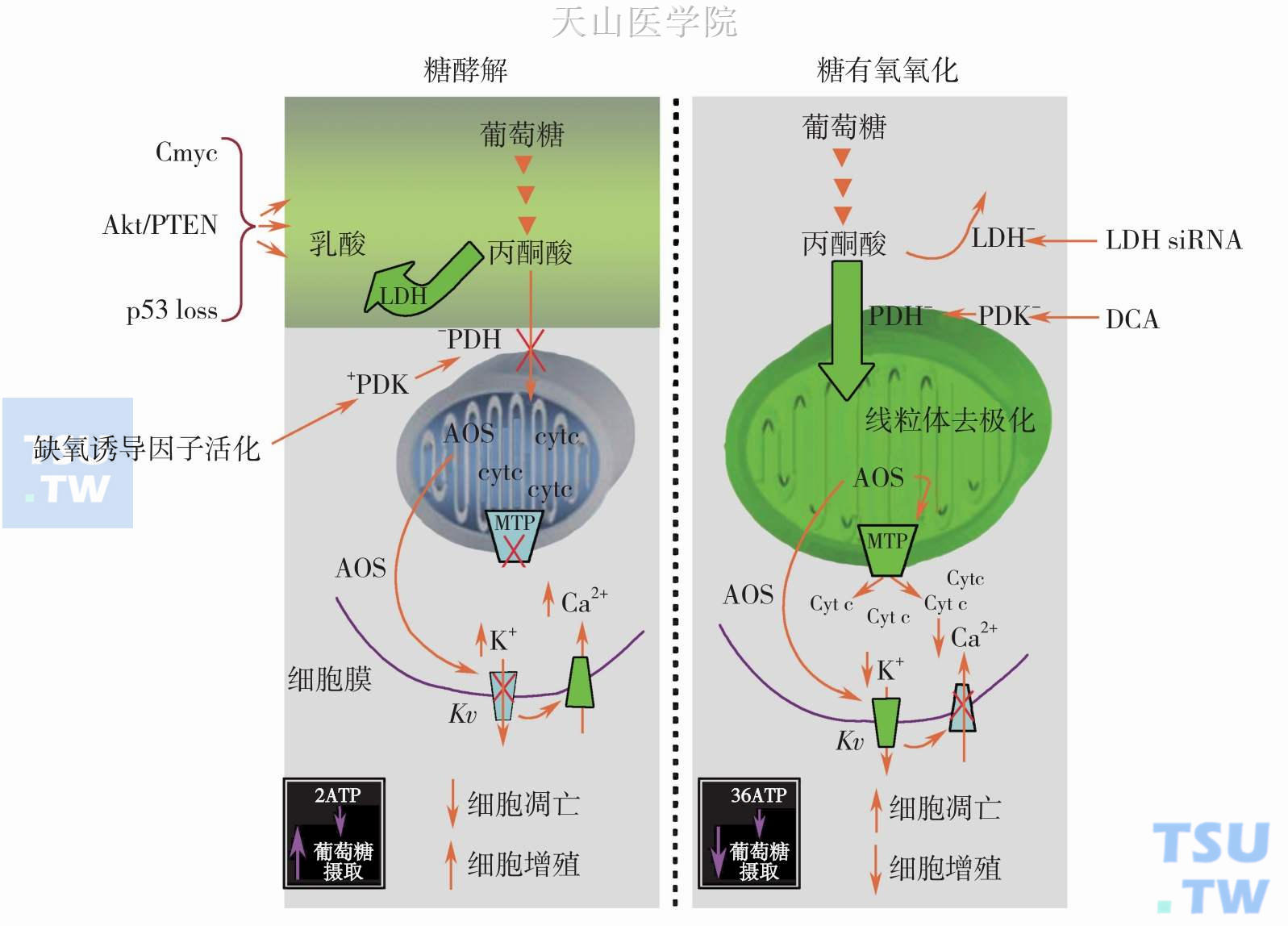 糖酵解及有氧氧化与抗凋亡及促进增殖状态的关系