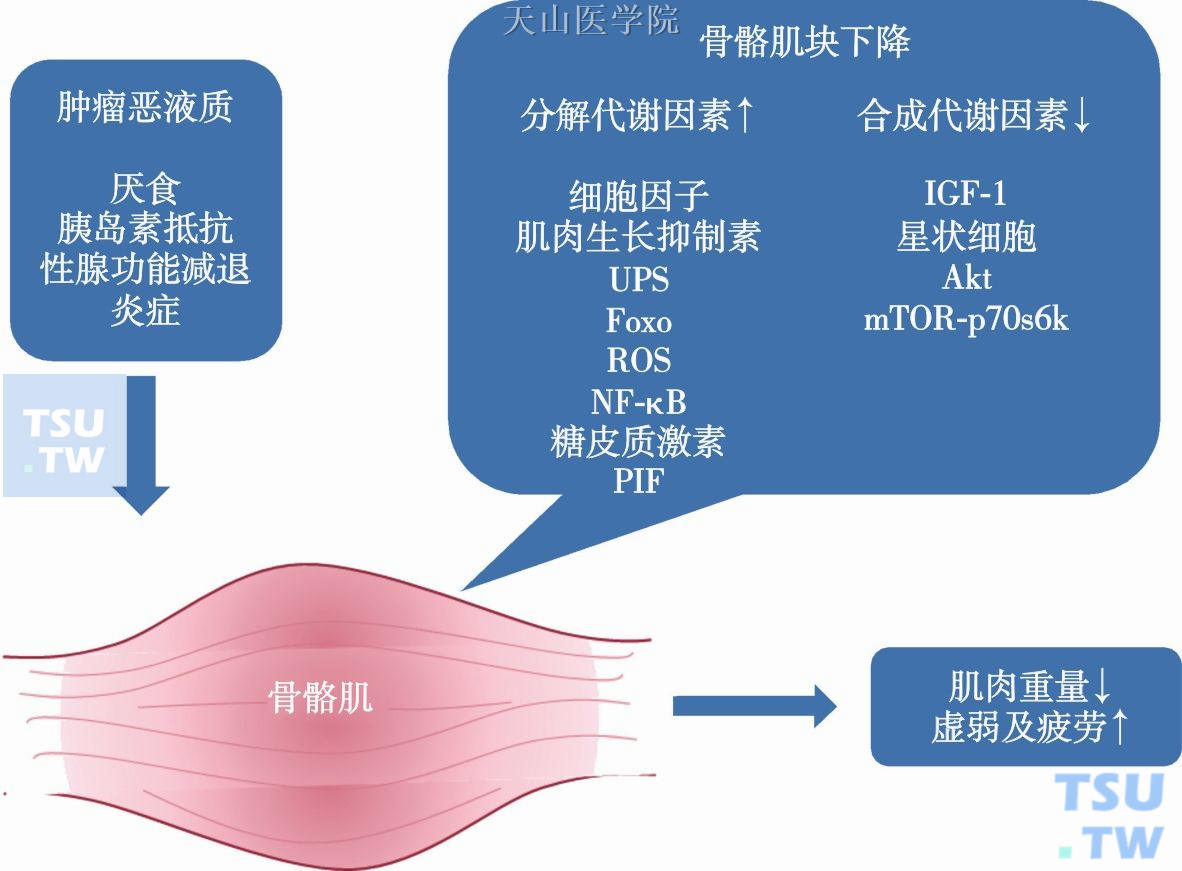 肿瘤恶液质条件下骨骼肌的代谢调节