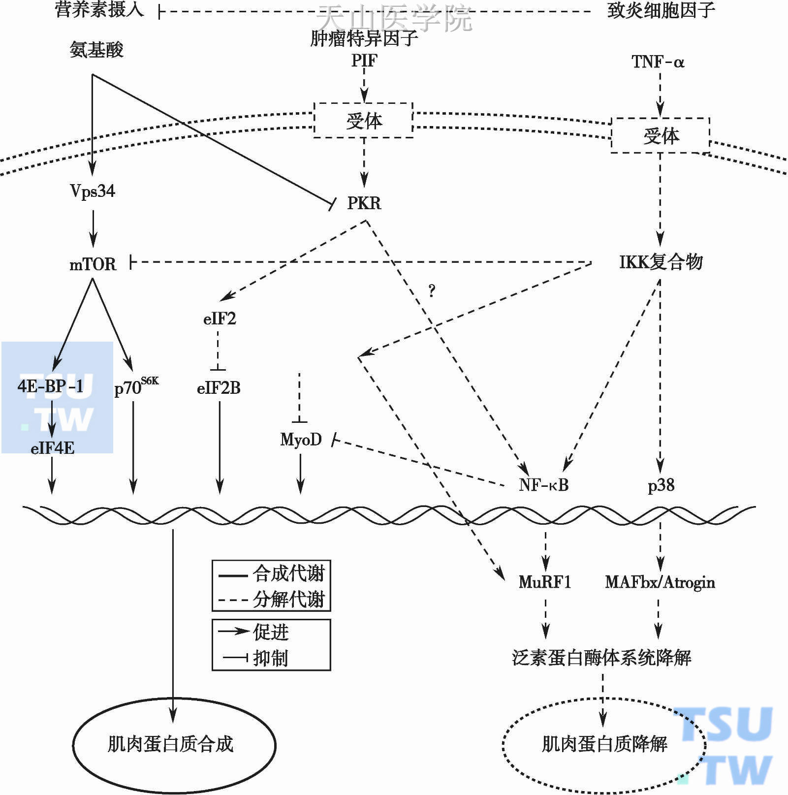 氨基酸促进骨骼肌合成的机制