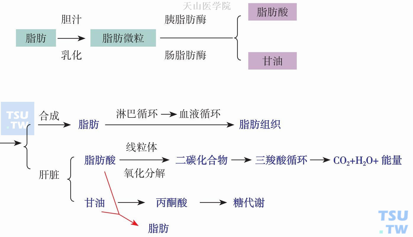 脂肪消化过程图片