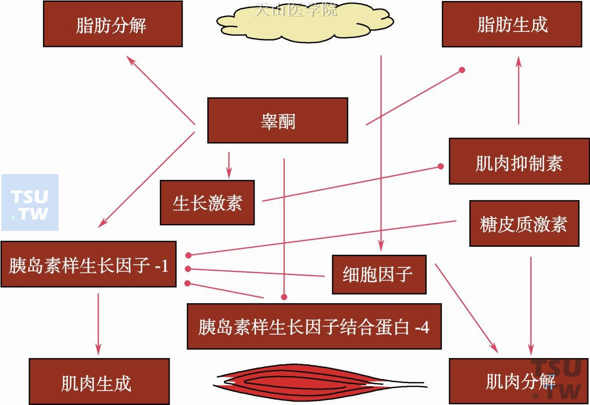 恶液质睾酮及睾酮类似物治疗