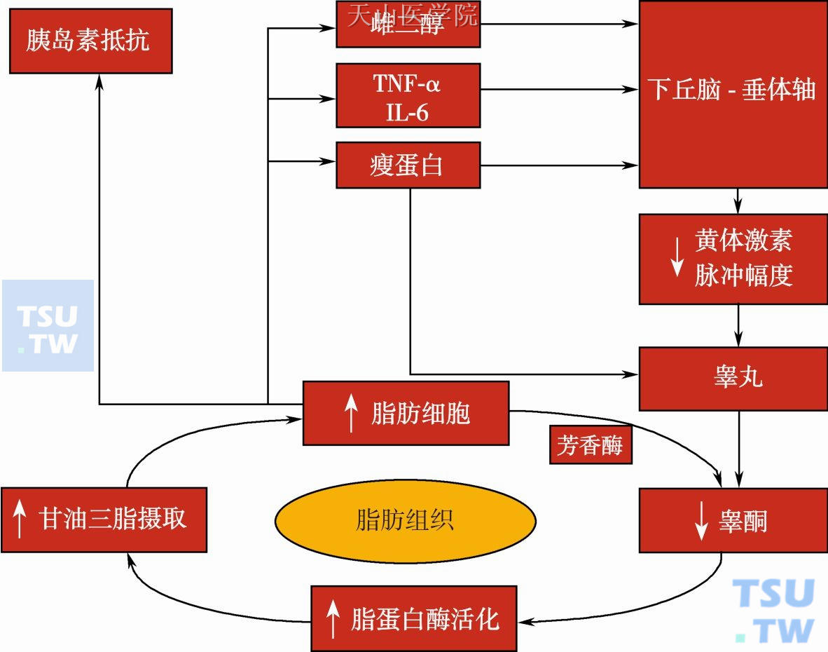 睾酮缺乏与机体肥胖形成恶性循环