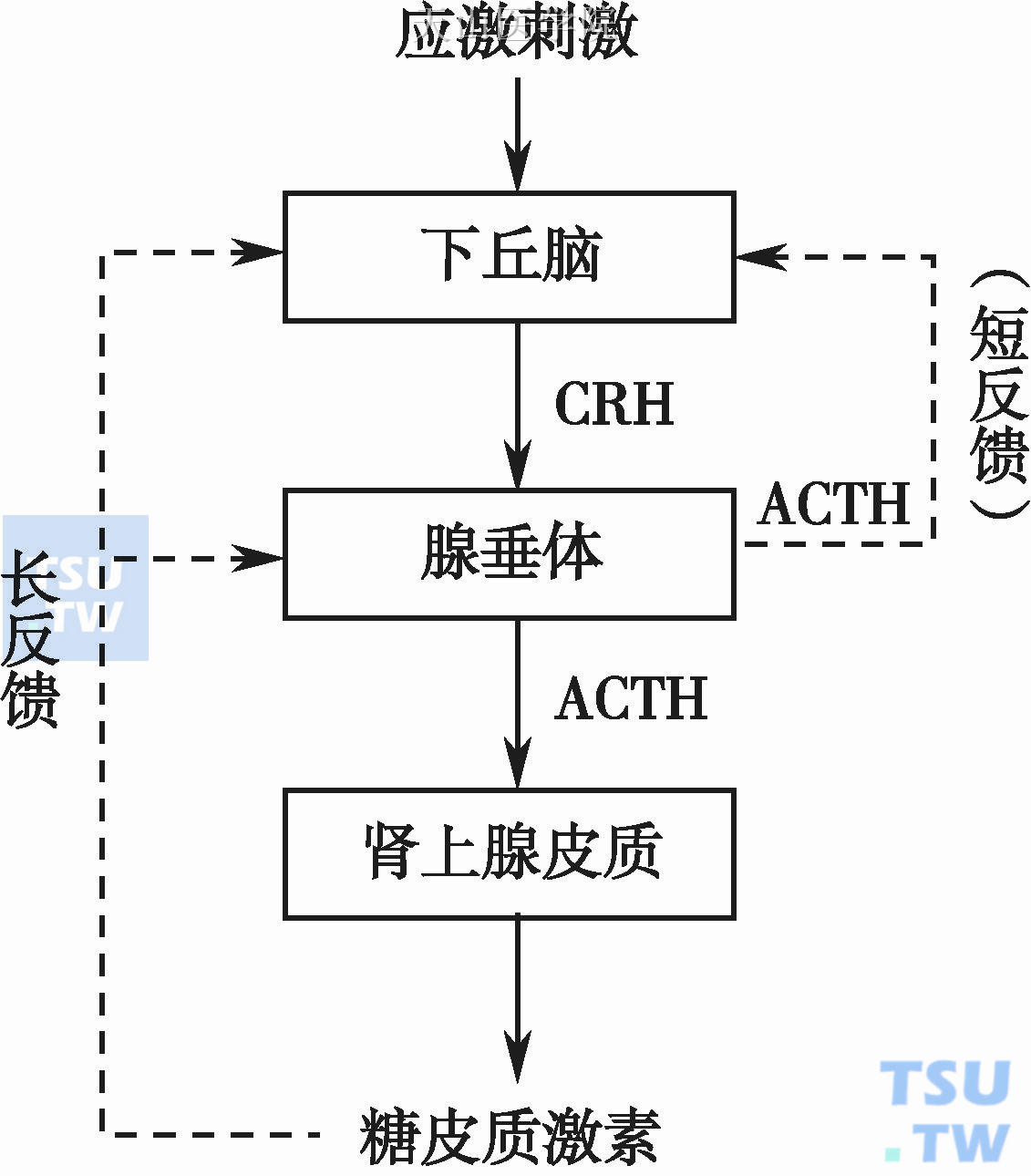 糖皮质激素的反馈调节