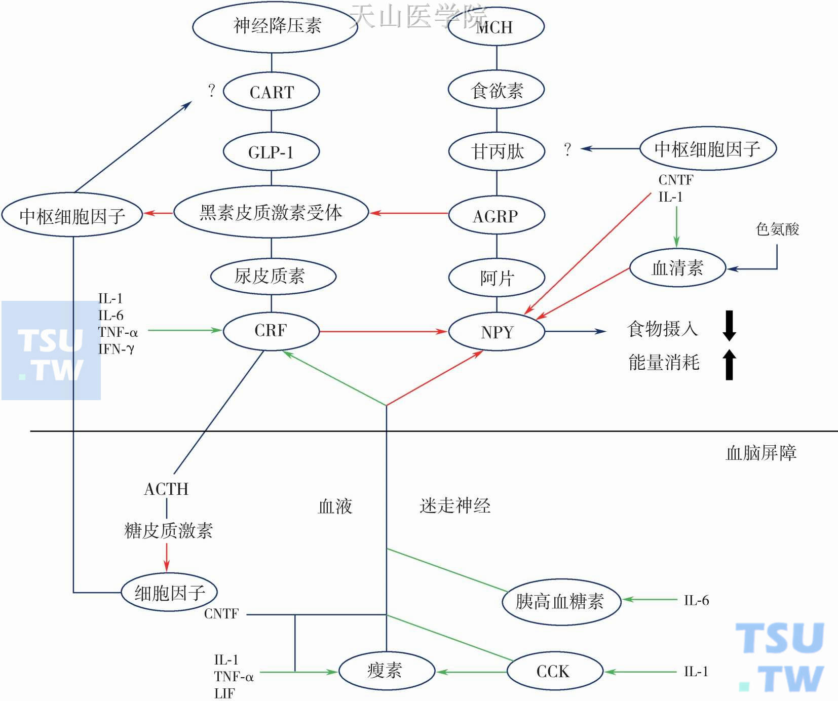 下丘脑神经肽通路对癌症厌食-恶液质的反应模型