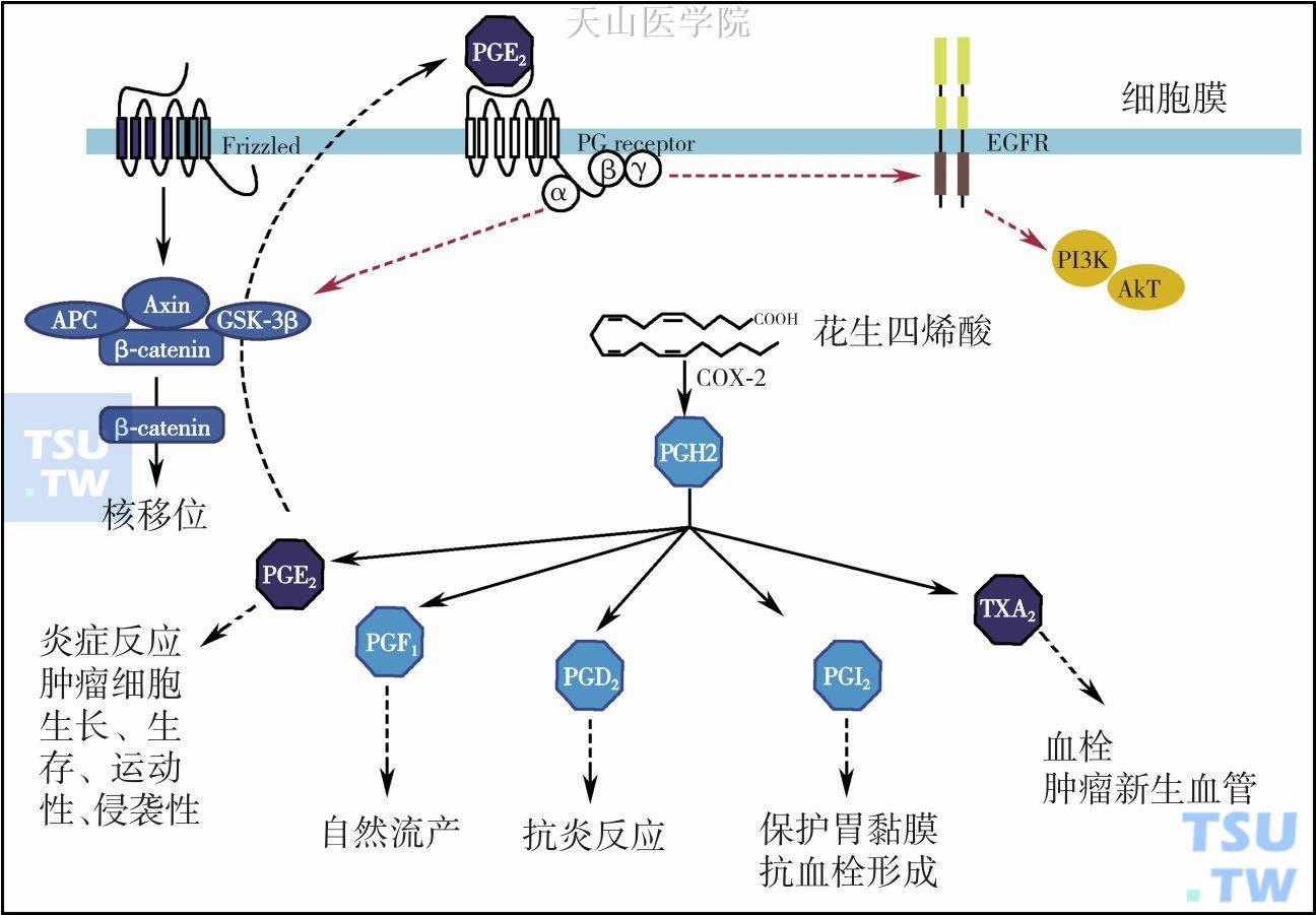 COX-2催化花生四烯酸产生的产物及其作用