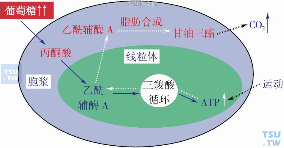 高葡萄糖负荷引起高碳酸血症的机制