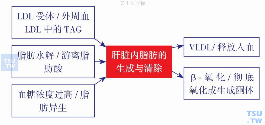 肝脏内脂肪的生成与清除