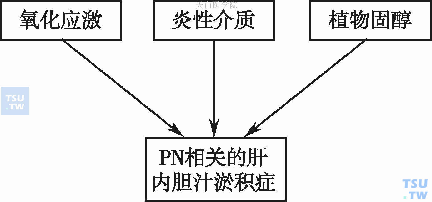 PN相关肝内胆汁淤积症的机制