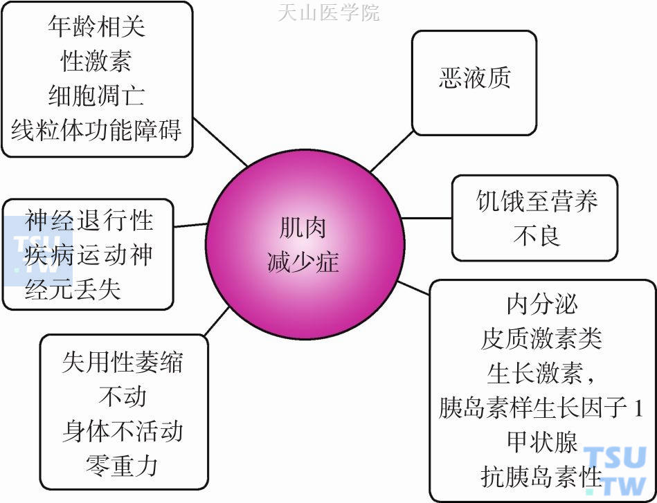 肌肉减少症发病机制