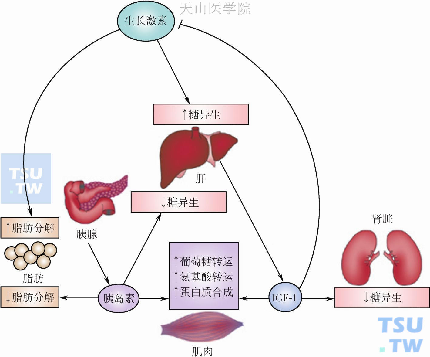 生长激素的生理作用