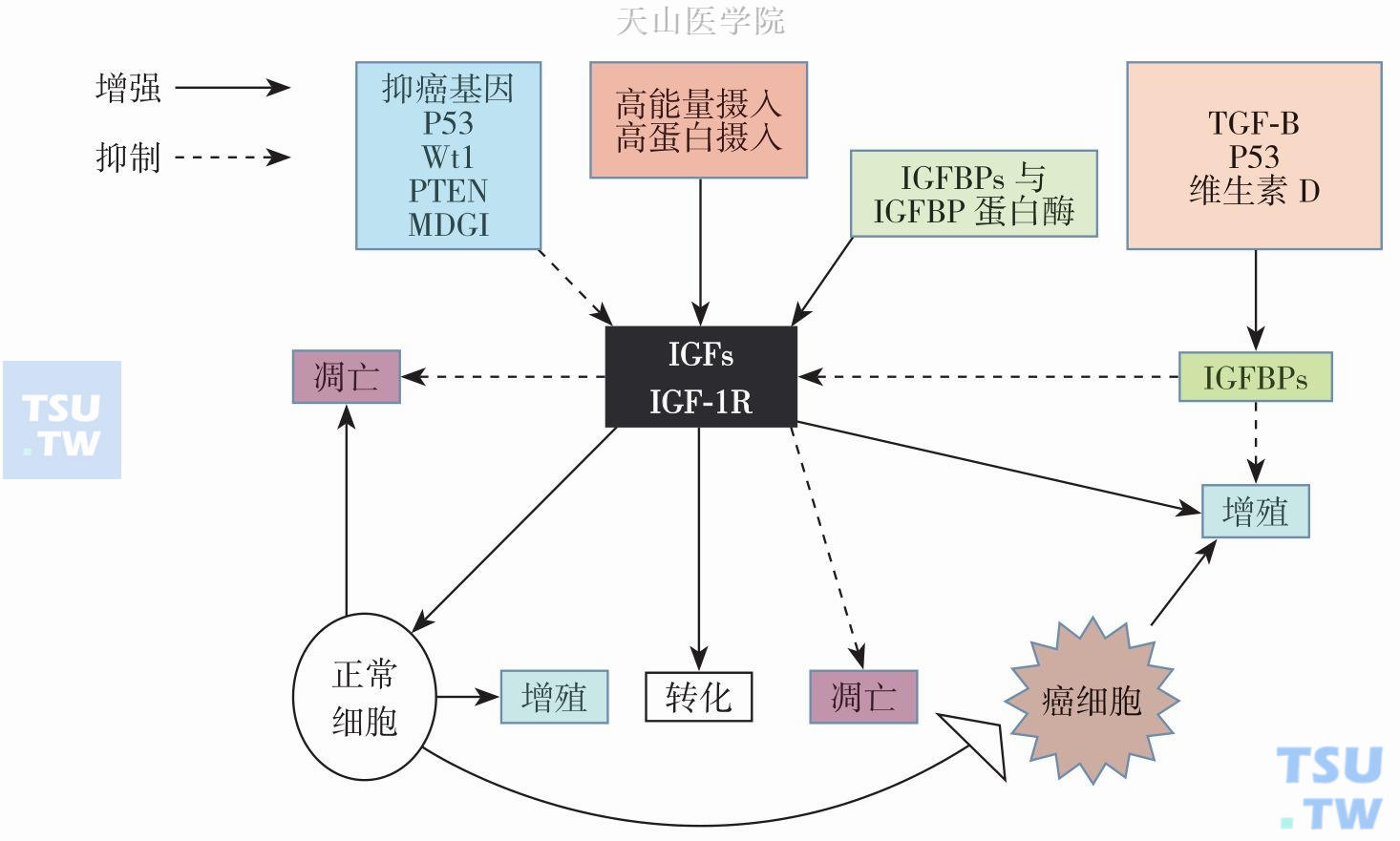 生长激素与恶液质