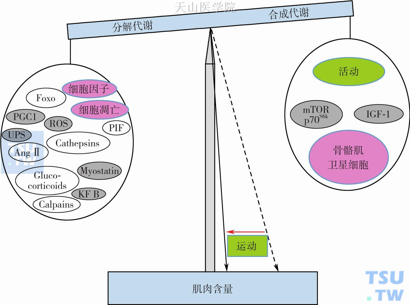 IGF-1促进骨骼肌蛋白质的合成