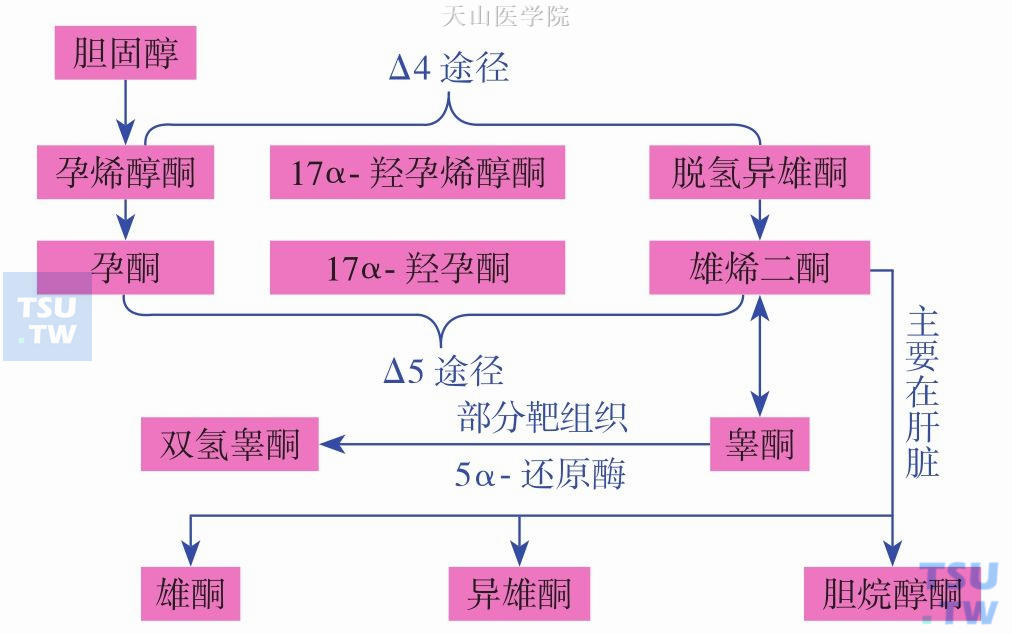 雄激素的合成与代谢