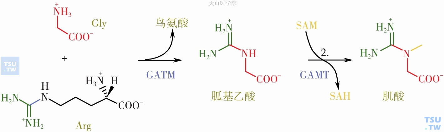 肌酸的合成途径