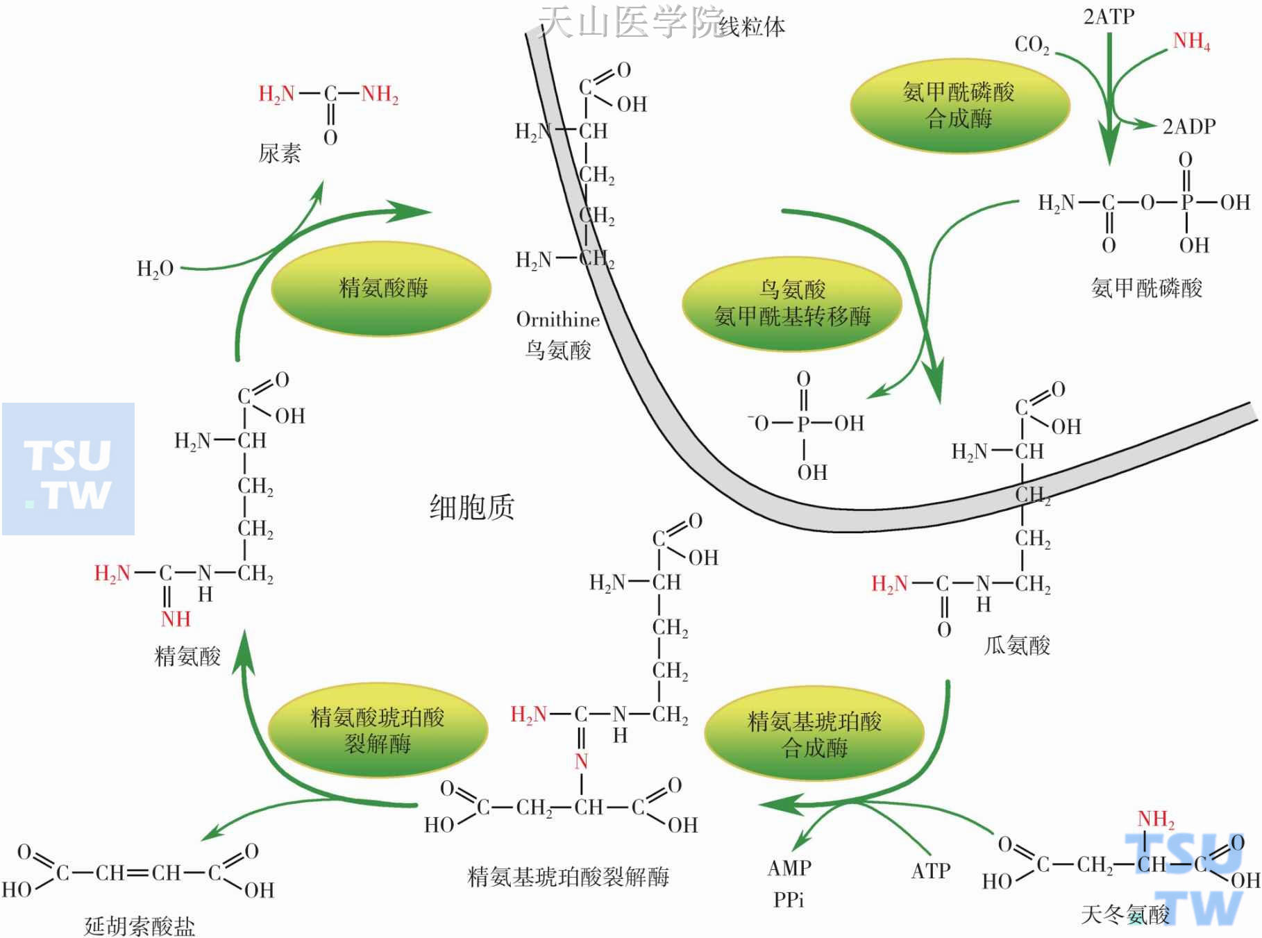 精氨酸与恶液质