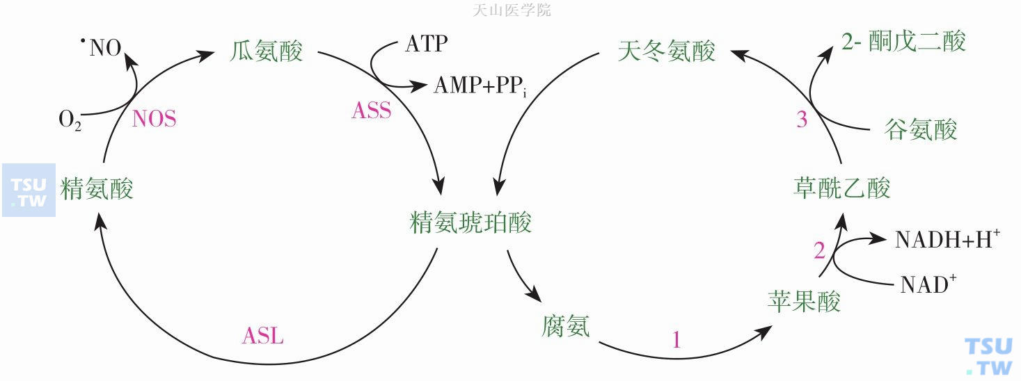 精氨酸/NO的代谢