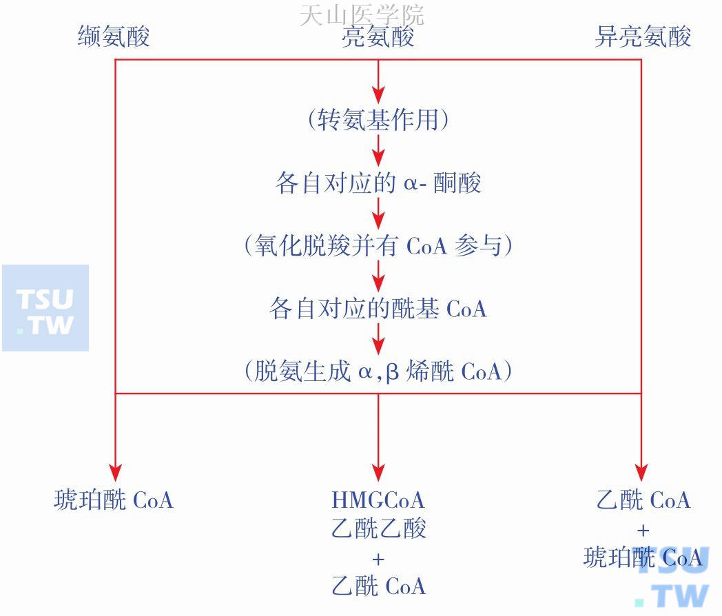 支链氨基酸与恶液质