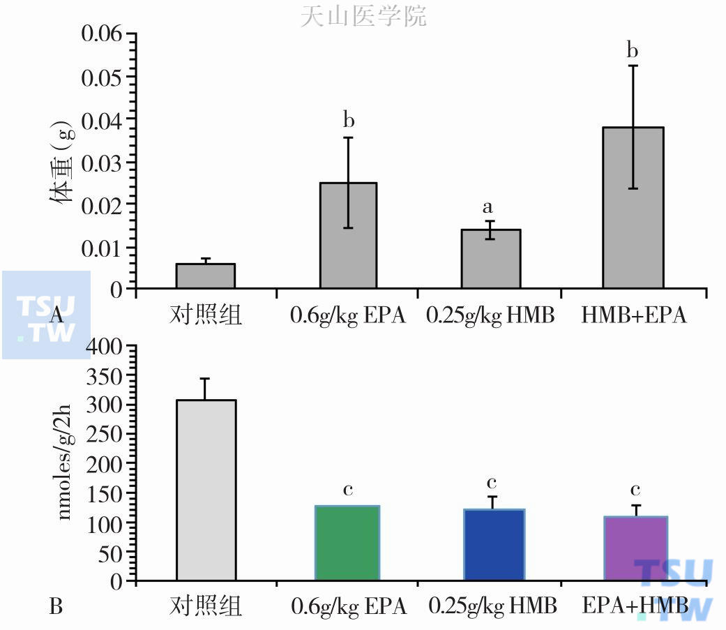 荷瘤小鼠分别补充EPA、HMB、EPA+HMB后体重的变化与肌肉分解的情况
