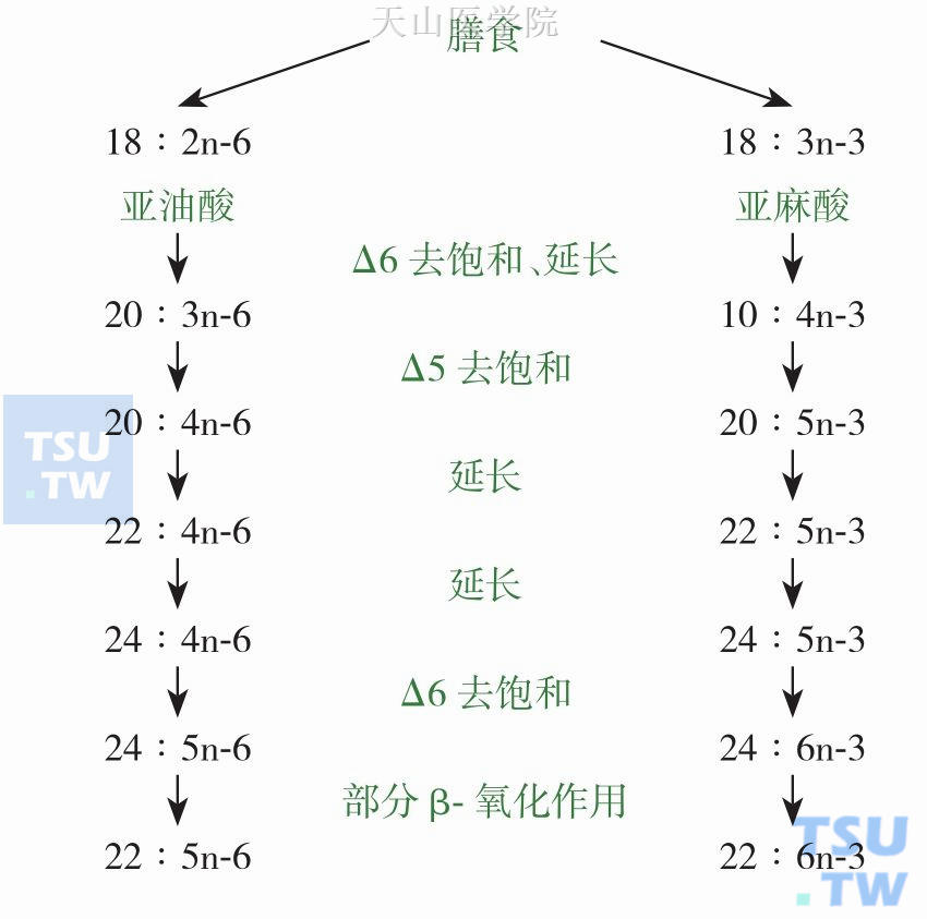 ω-3 PUFAs在体内的代谢