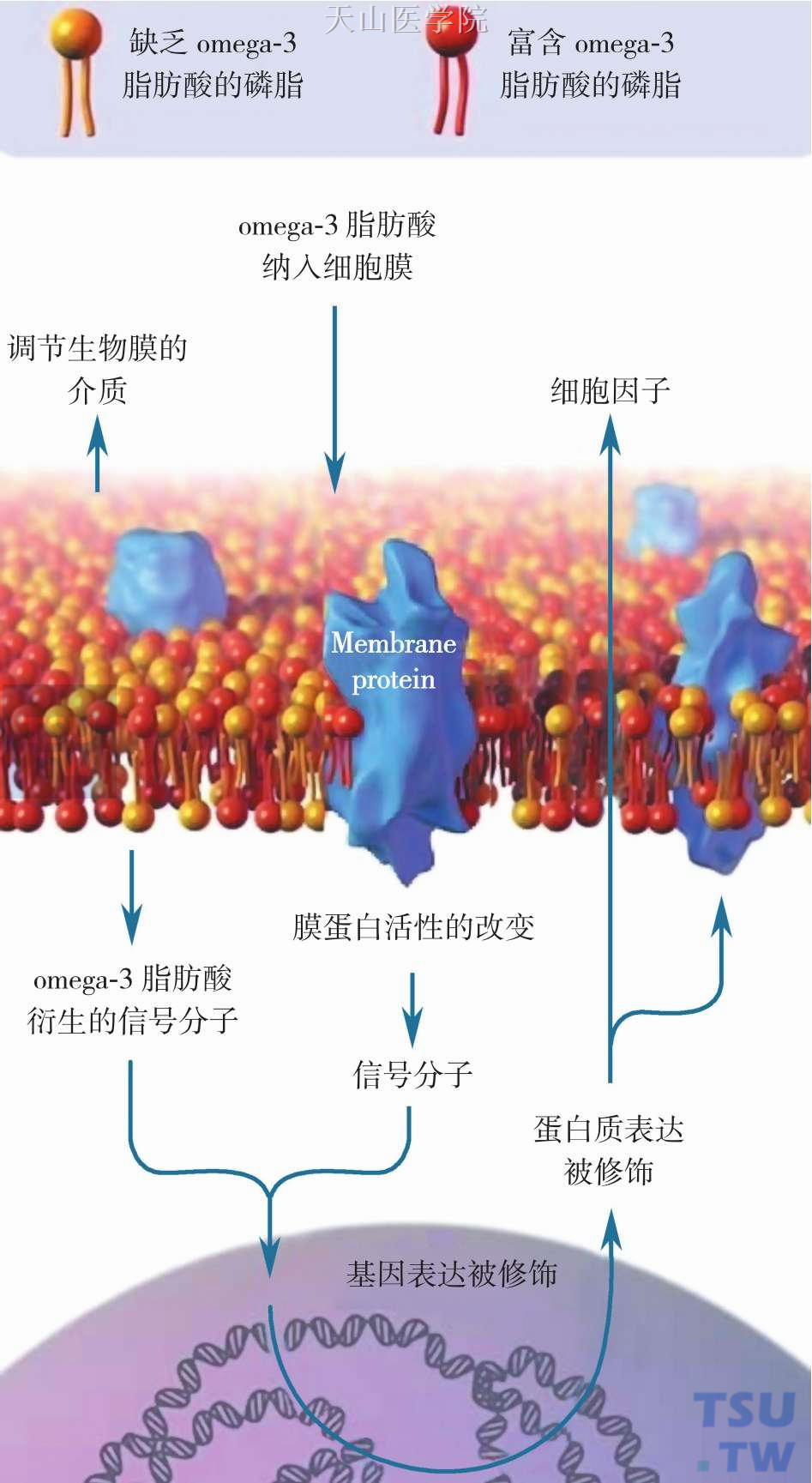 omega-3脂肪酸通过调节生物膜从而修饰基因的表达、Membrane protein：膜蛋白