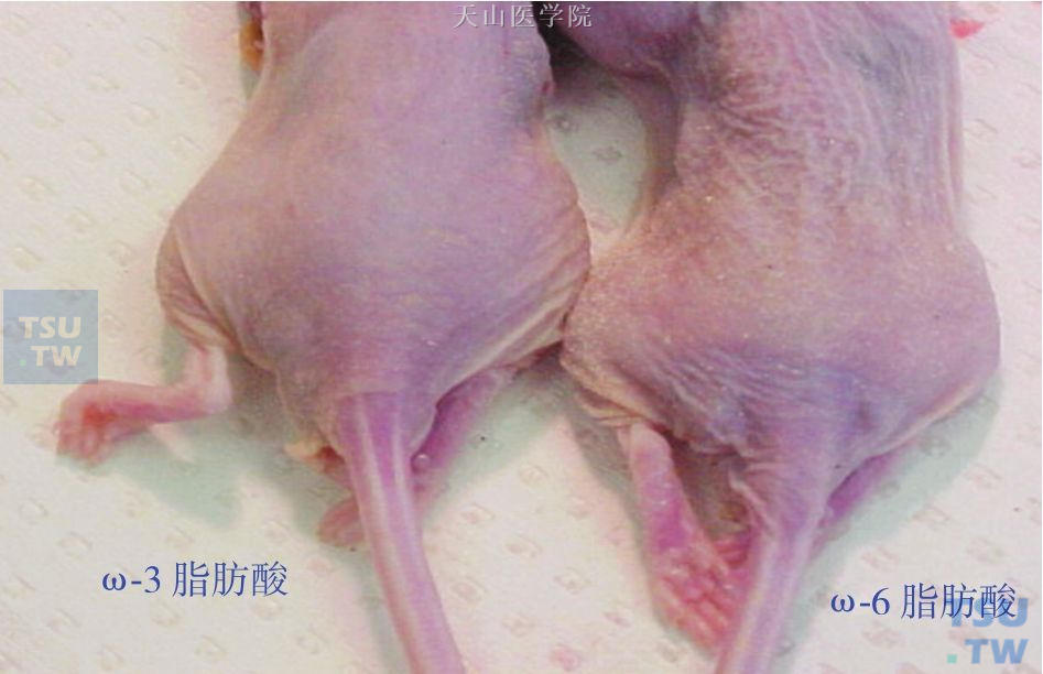 动物实验提示ω-3脂肪酸具有改善恶病质的作用