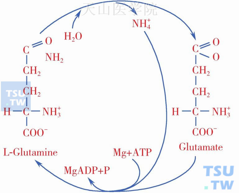 谷氨酰胺合成酶（Glutamine Synthetase，GS）催化氨与谷氨酸合成谷氨酰胺，这个过程需要消耗ATP。谷氨酰胺酶（Glutaminase，GA）能催化谷氨酰胺水解为氨与谷氨酸