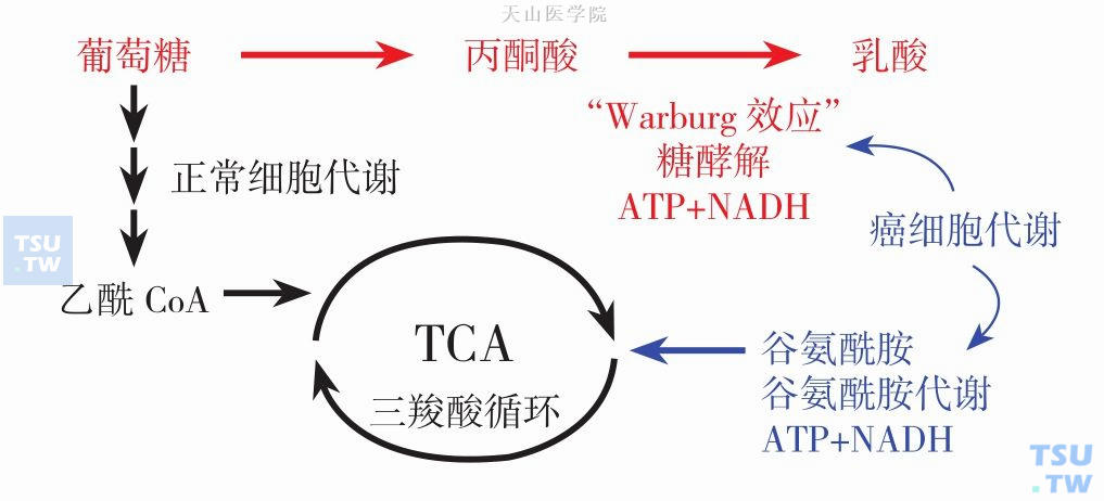 谷氨酰胺在癌细胞中的代谢