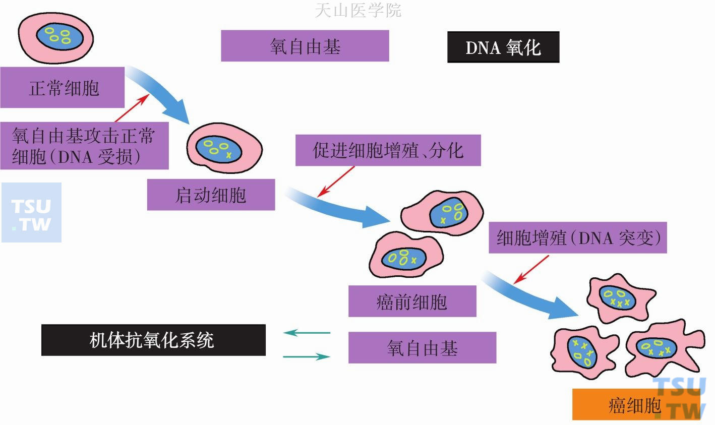 抗氧化剂参与癌变的过程