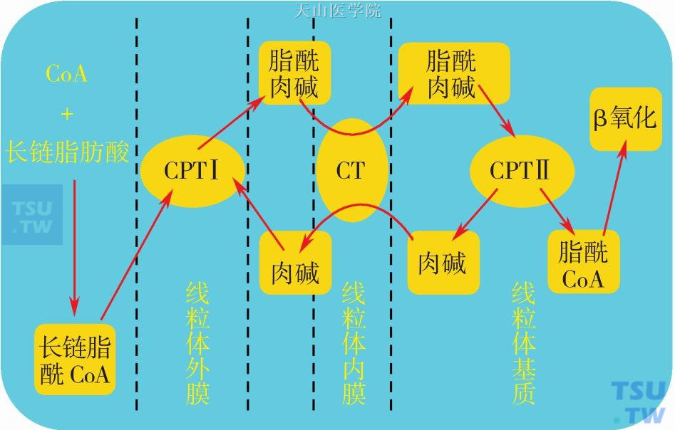 肉碱协助长链脂肪酸进入线粒体