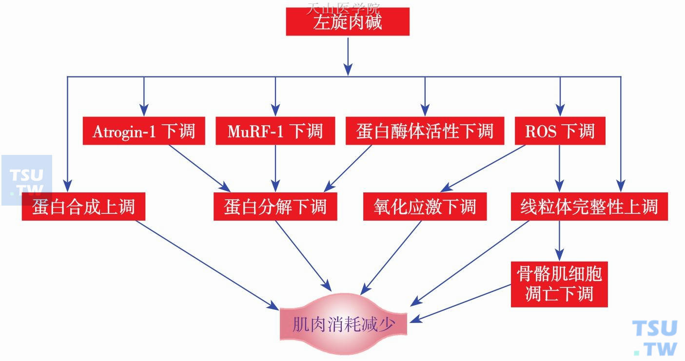 肉碱在恶液质肌肉衰减中的作用及可能机制