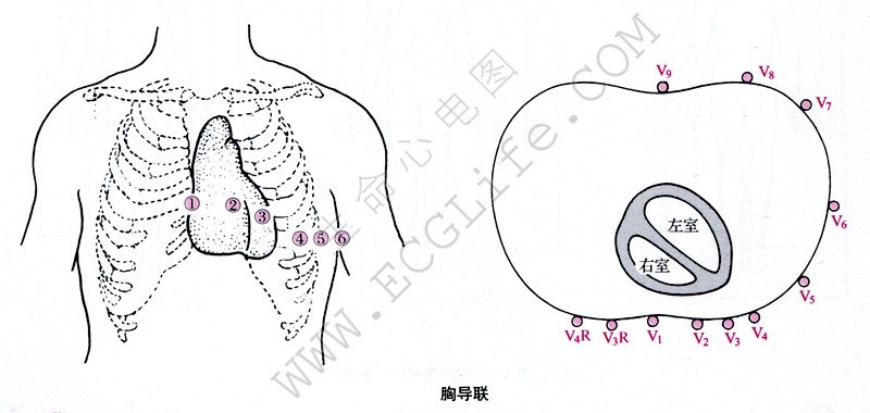 胸导联