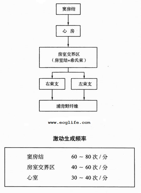 激动传导系统途径及生成频率