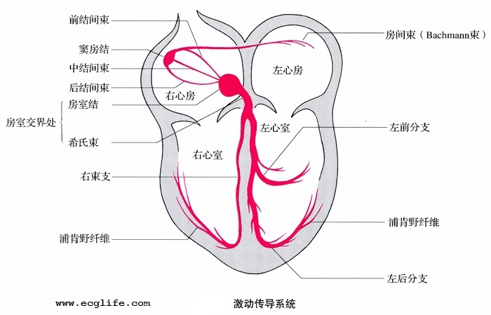 心脏激动传导系统