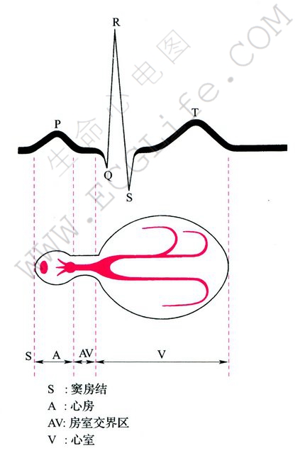 心电图波形的构成