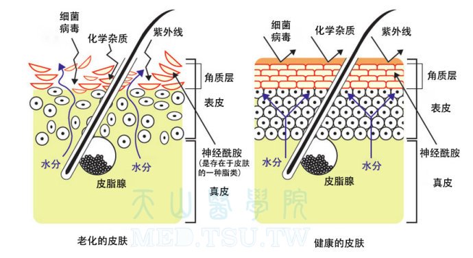 老化皮肤与健康皮肤