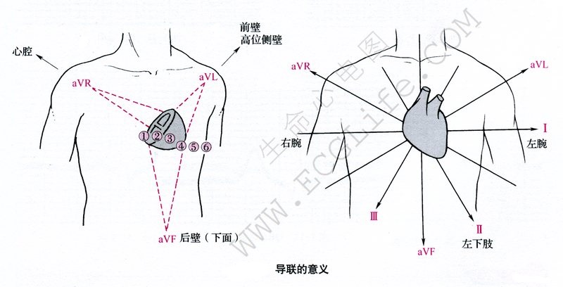 导联反映的心脏部位