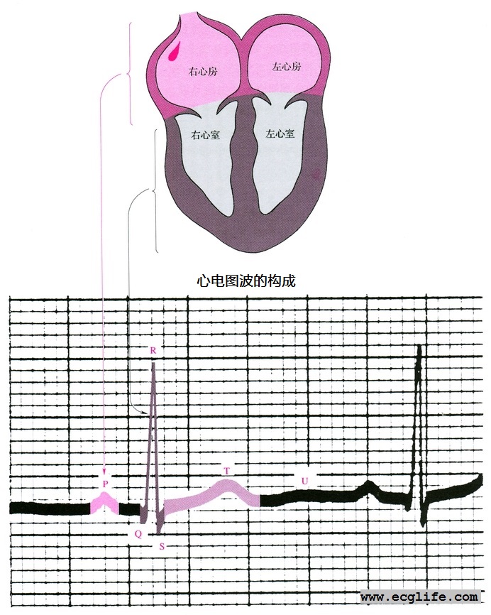 心电图波的构成